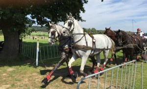 Gespannfahren Aachen