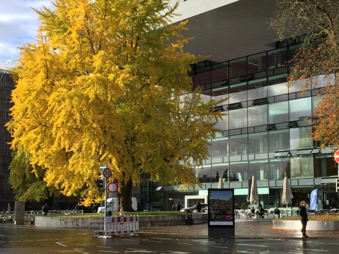 Hier noch eine geballte Ladung Farbe. Dieser Baum steht vor dem Super C in Aachen. Es ist zwar jetzt November, und dieser Monat hat einen denkbarschlechten Ruf, aber die Farbexplosion geht weiter und das ist sehenswert. Außerdem liebe ich den November, weil es keine Fruchtfliegen mehr gibt, keine Mücken und keine Pollen (ha, endlich Nase frei) und der Weihnachtsterror hat noch nicht angefangen. Außerdem gibt es im November viele Feiertage. Ist das etwa nichts?
